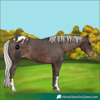 Horse Color:Silver Brown Appaloosa