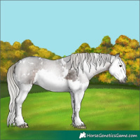 Horse Color:Gray White Spotted Silver Brown Splash Rabicano 