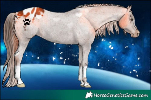 Horse Color:Liver Chestnut Appaloosa 