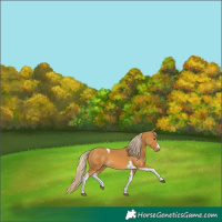Horse Color:Palomino Tobiano 
