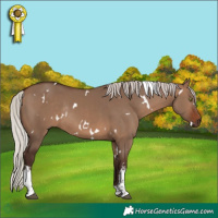 Horse Color:White Spotted Silver Brown Dun Rabicano 