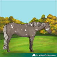 Horse Color:White Spotted Silver Grullo Rabicano