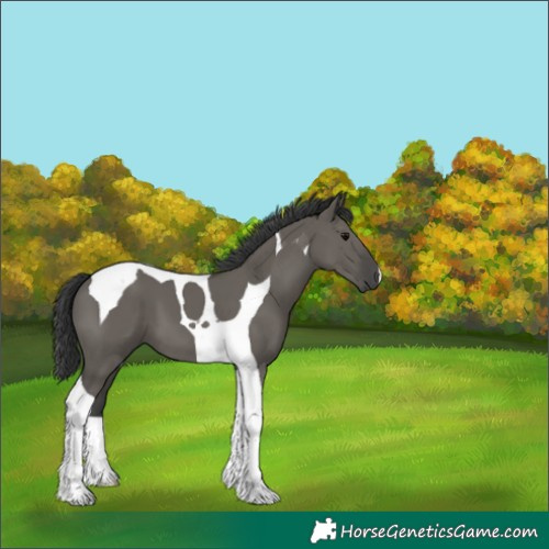 Horse Color:Grullo Tobiano