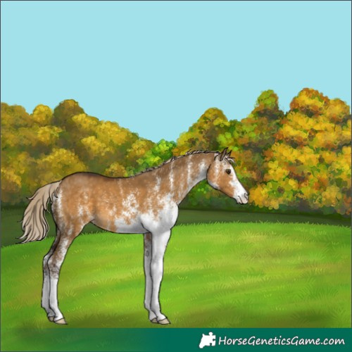 Horse Color:White Spotted Chocolate Palomino Dun 