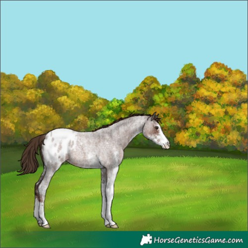 Horse Color:White Spotted Liver Red Roan Appaloosa 
