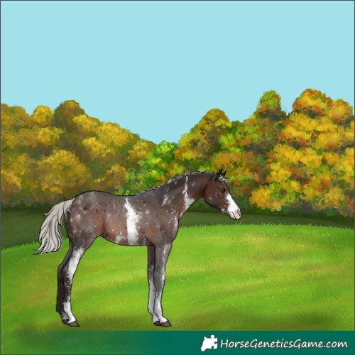 Horse Color:Silver Brown Sabino 