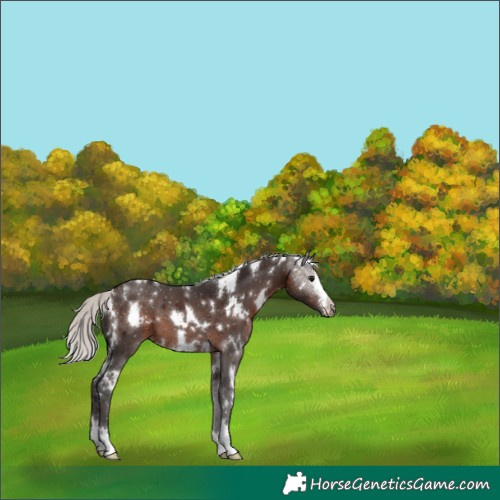 Horse Color:White Spotted Silver Brown 