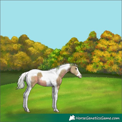 Horse Color:Watercolor Chocolate Silver Brown Dun Tobiano 