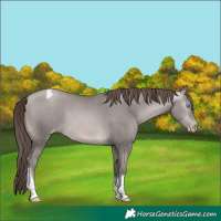 Horse Color:Gray Platinum Buckskin Pearl Tobiano Appaloosa