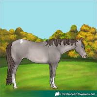 Horse Color:Gray Platinum Buckskin Pearl Tobiano Appaloosa
