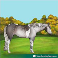 Horse Color:Gray Silver Brown Tobiano 