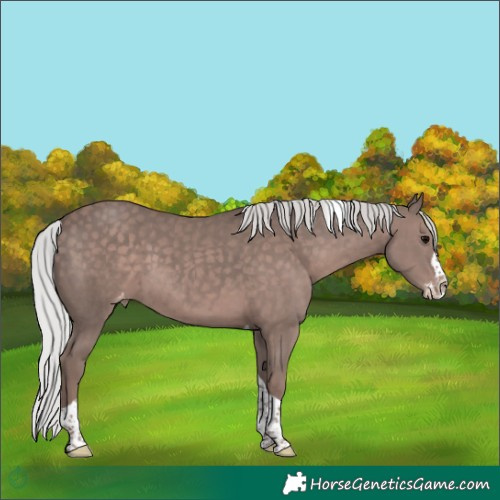 Horse Color:Platinum Silver Black Splash Tobiano Appaloosa 