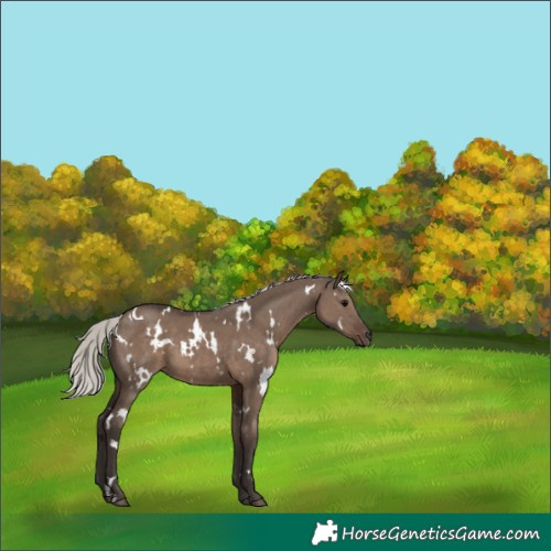 Horse Color:White Spotted Silver Grullo 