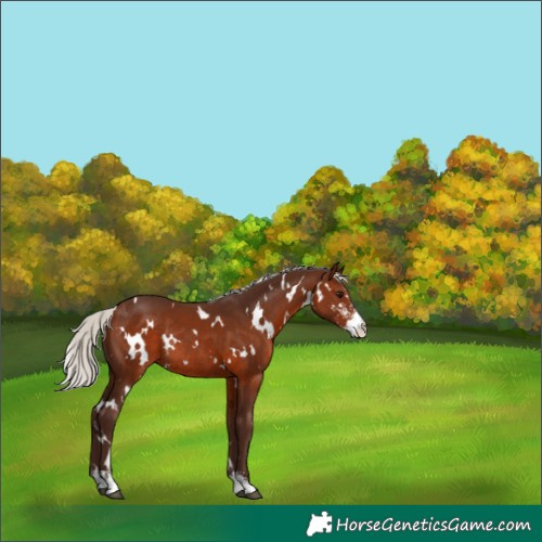 Horse Color:White Spotted Silver Brown Sabino Rabicano 