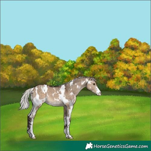 Horse Color:White Spotted Silver Brown Dun Sabino 