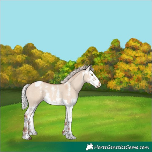 Horse Color:Silver Sable Champagne Dun Sabino Splash Varnish 