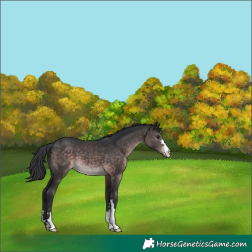 Horse Color:Platinum Brown 