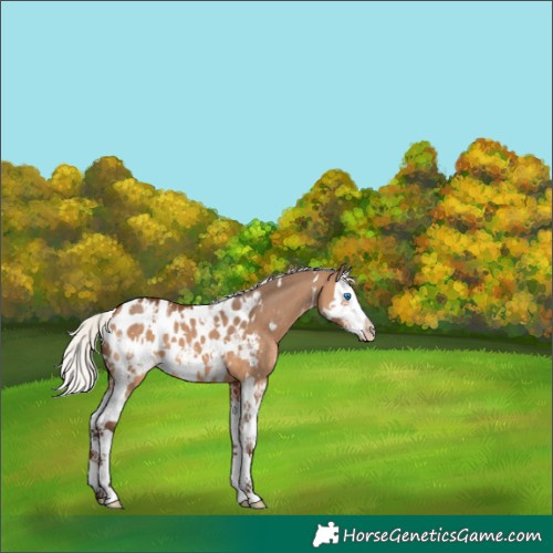 Horse Color:White Spotted Silver Brown Dun Splash Blanket 