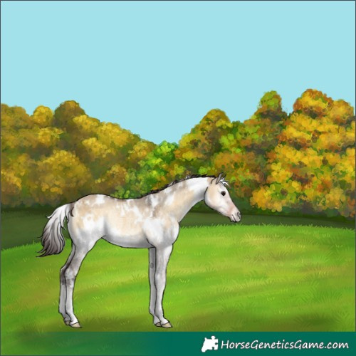 Horse Color:White Spotted Buckskin Onyx Rabicano 