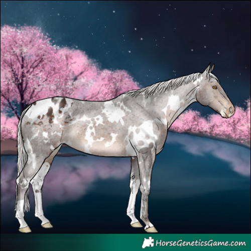 Horse Color:White Spotted Silver Brown Appaloosa 