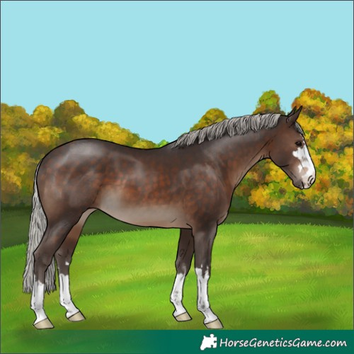Horse Color:Silver Brown 