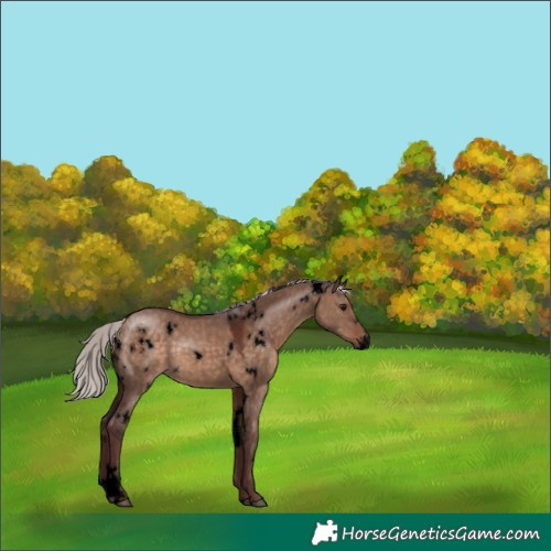Horse Color:Void White Spotted Chocolate Silver Brown Dun 