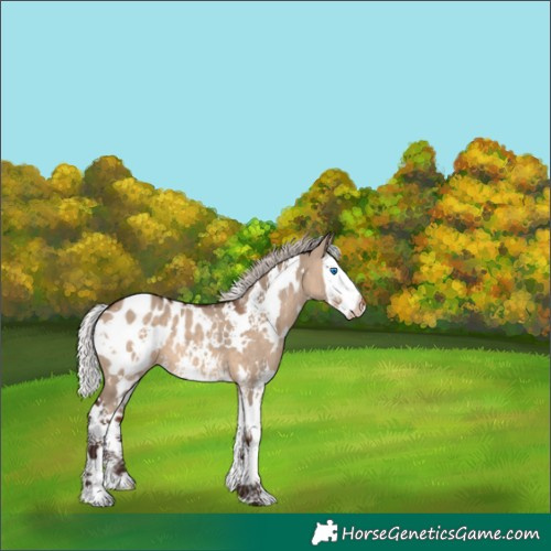 Horse Color:White Spotted Silver Brown Dun Splash Appaloosa 
