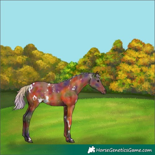 Horse Color:Nacre White Spotted Chocolate Silver Brown Rabicano 