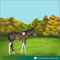 Horse Color:Brown Tobiano