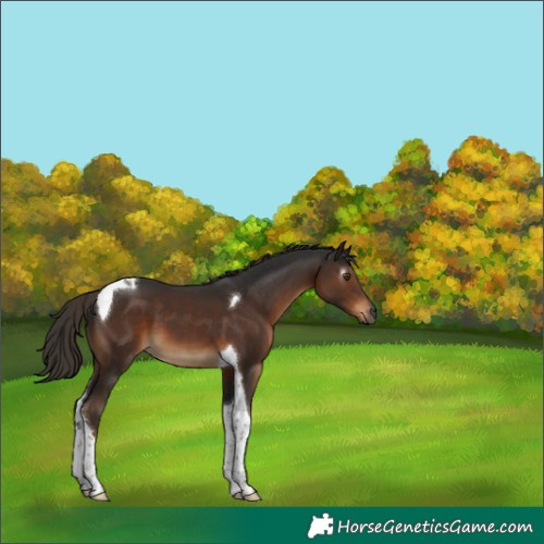 Horse Color:Gray Liver Chestnut Tobiano