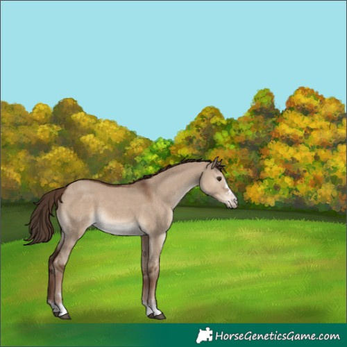 Horse Color:Liver Red Dun 