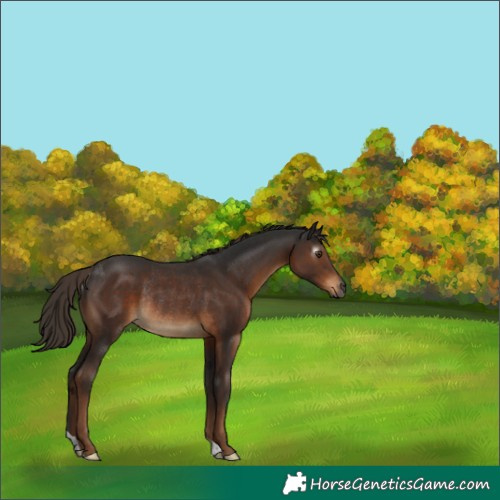 Horse Color:Gray Liver Chestnut Rabicano 