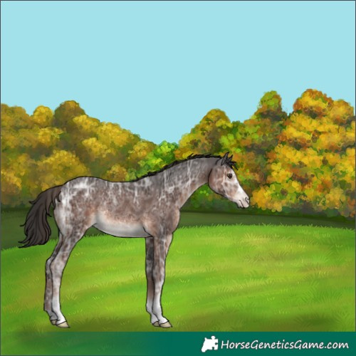 Horse Color:Liver Chestnut Ice Rabicano 