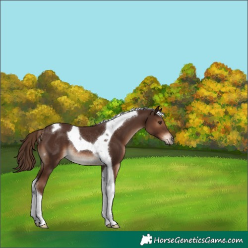 Horse Color:Liver Chestnut Tobiano Rabicano 