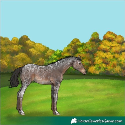 Horse Color:Gray Liver Chestnut Ice Rabicano 