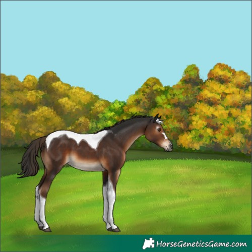 Horse Color:Gray Liver Chestnut Tobiano 