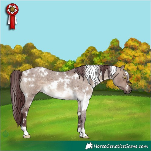 Horse Color:White Spotted Chocolate Brown Roan Dun 