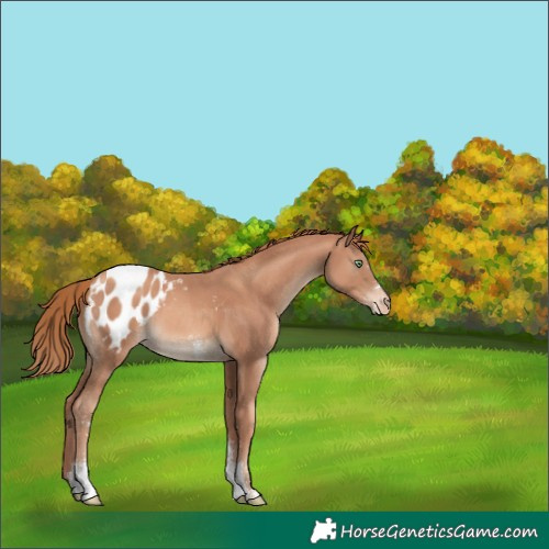 Horse Color:Gold Champagne Sabino Blanket 