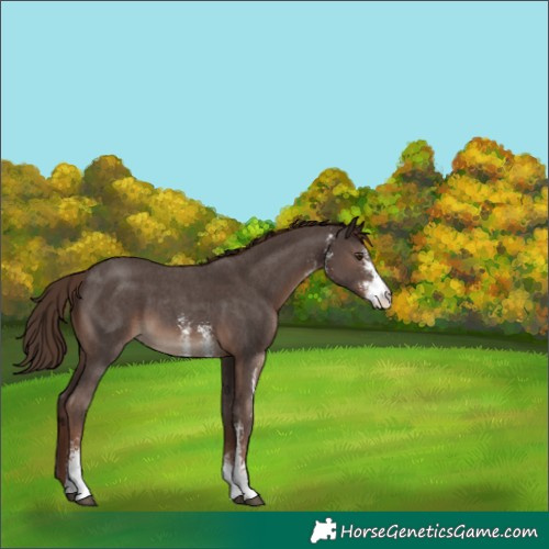 Horse Color:Liver Chestnut Sabino 