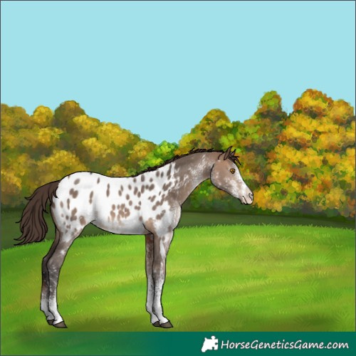 Horse Color:White Spotted Bay Dun Blanket 