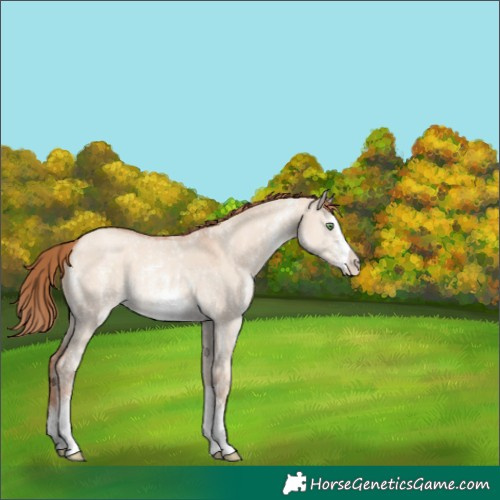 Horse Color:Gold Champagne Dun Sabino