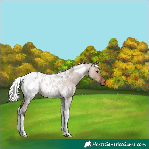 Horse Color:Silver Brown Roan Dun Tobiano Appaloosa Rabicano 