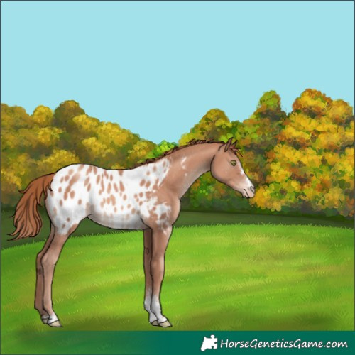 Horse Color:Gold Champagne Sabino Appaloosa 