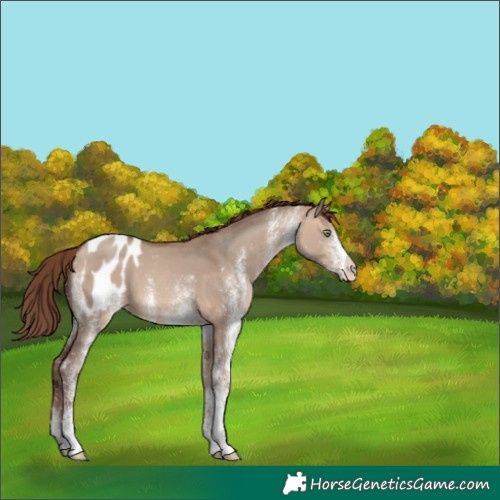 Horse Color:White Spotted Amber Champagne Dun Appaloosa 
