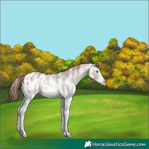 Horse Color:White Spotted Sable Champagne Dun Appaloosa 