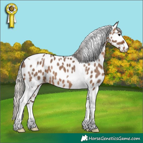 Horse Color:Silver Brown Dun Tobiano Appaloosa 