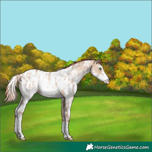 Horse Color:Gold Champagne Dun Sabino Appaloosa 