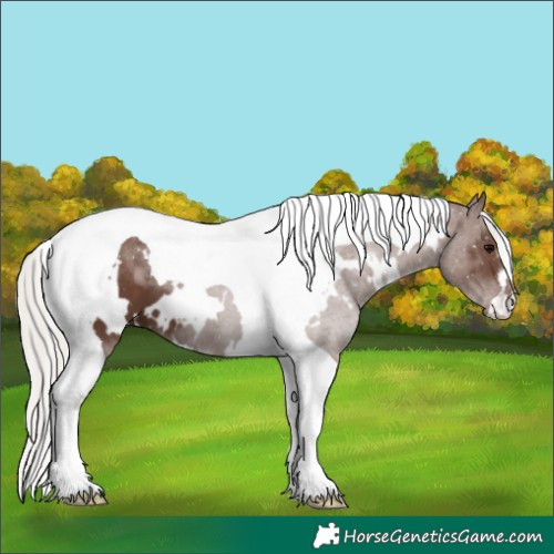 Horse Color:White Spotted Silver Black Tobiano 