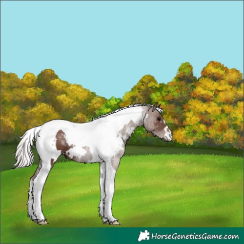 Horse Color:White Spotted Silver Black Tobiano 