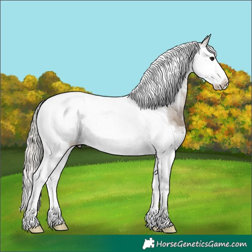 Horse Color:White Spotted Silver Grullo Splash Tobiano Frame 